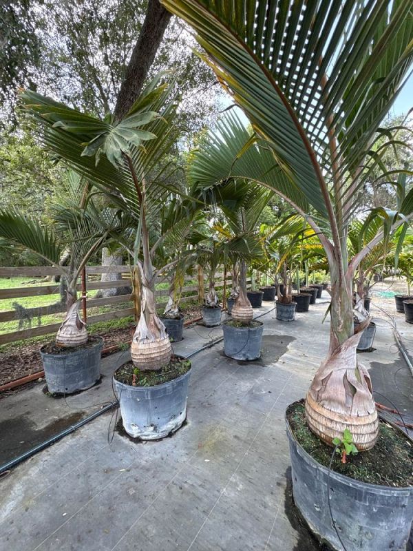bottle palm plant BOTTLE PALM – floridaplantsolutions
