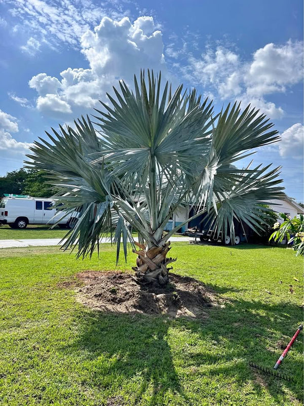 Monster Bismarck Palm