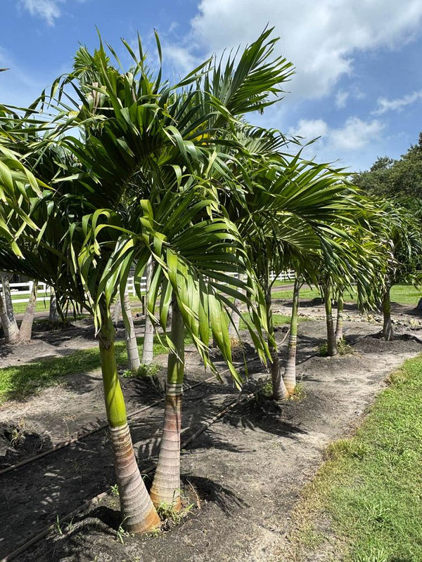 Adonidia Palm
