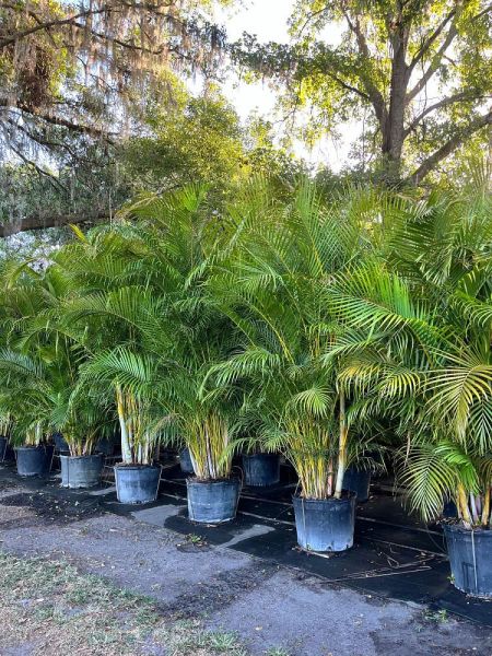 ARECA Palm