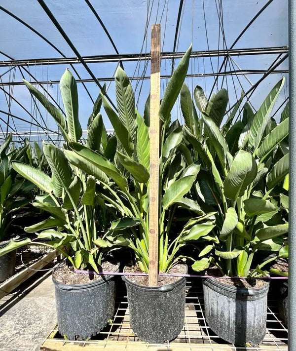 Bird of Paradise