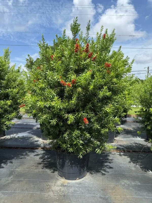 Bottlebrush