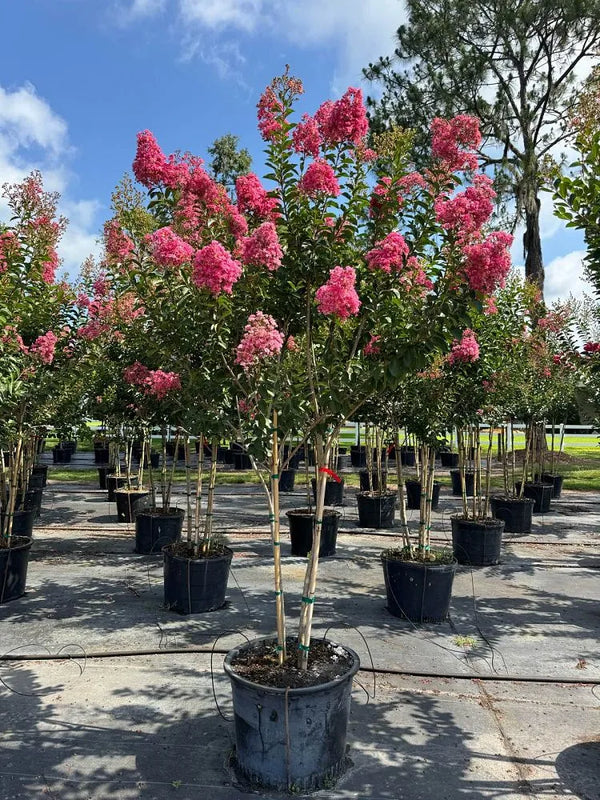 Miami Pink