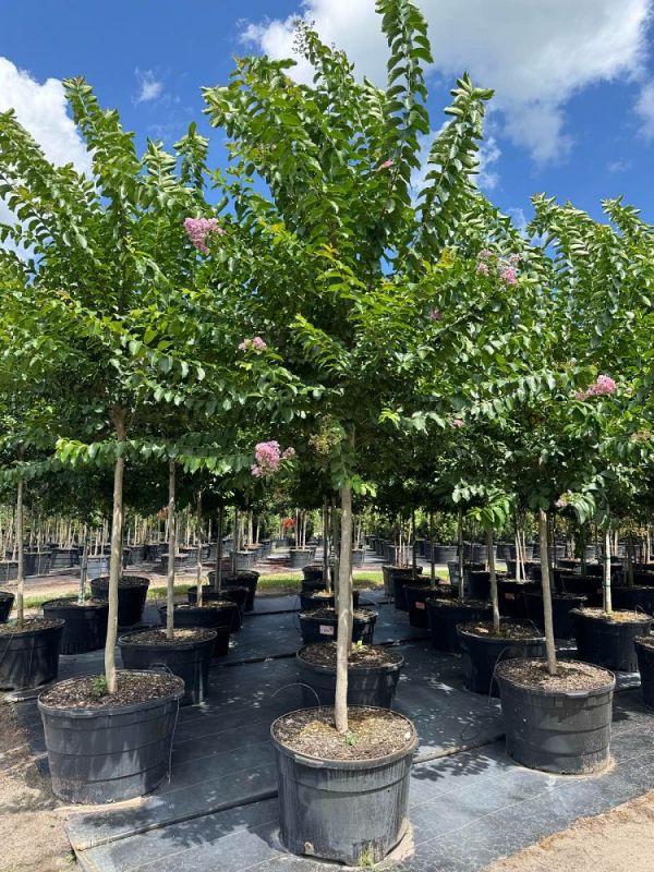 CRAPE MYRTLE: MUSKOGEE