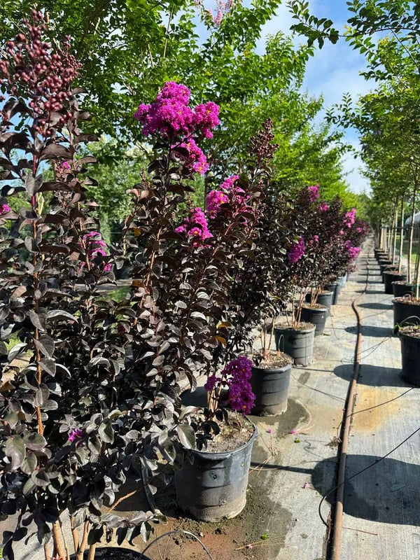 Black Diamond – Purely Purple