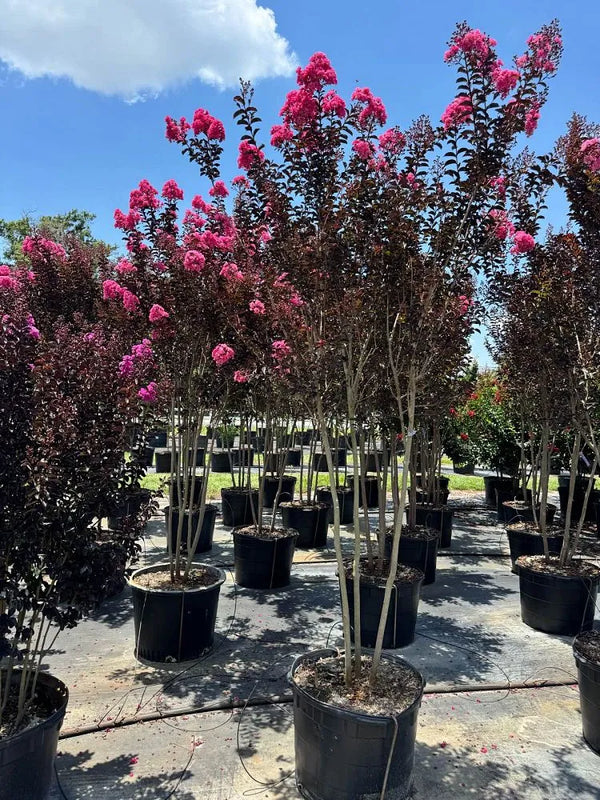 Black Diamond – Twilight Pink