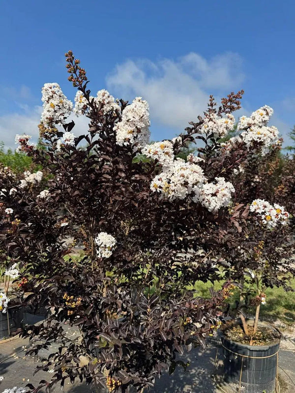 Black Diamond – White