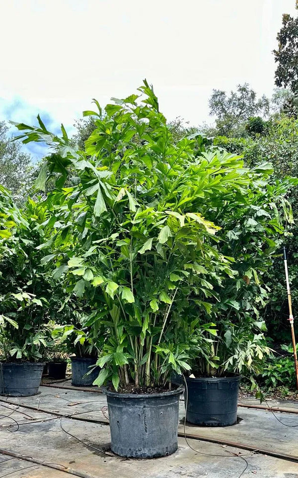 TRAVELERS PALM