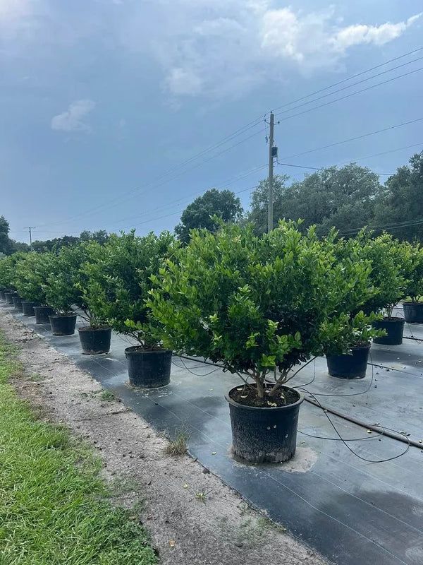 Ligustrum