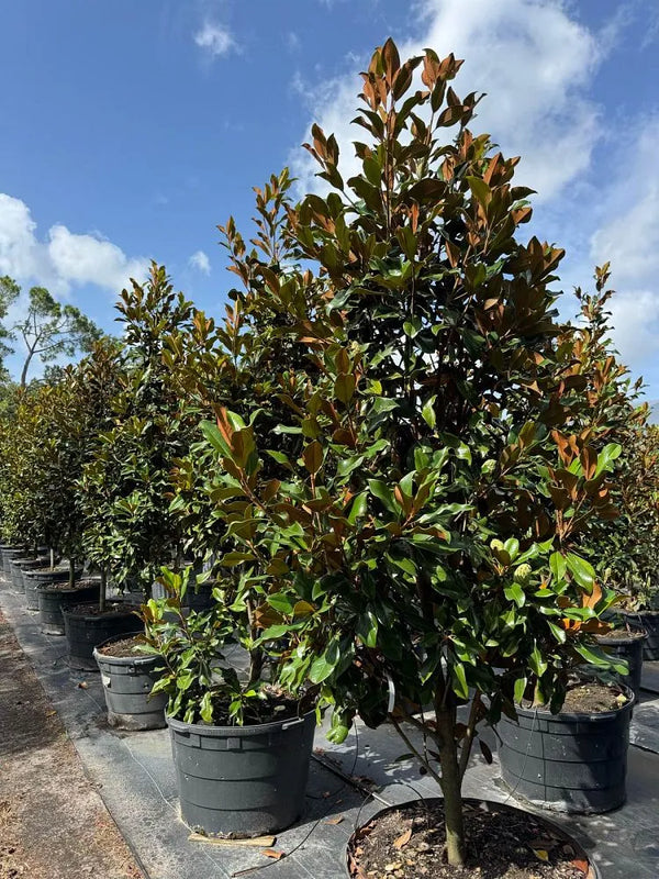 Bracken Magnolia