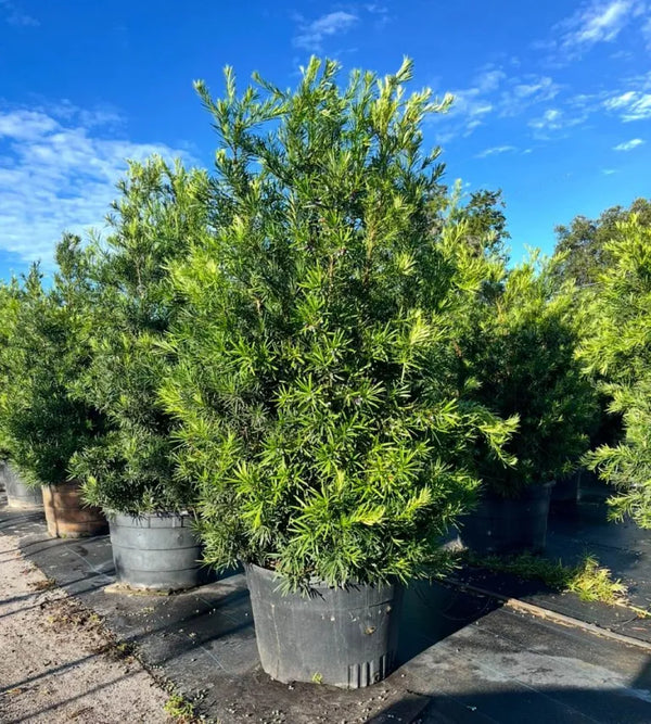 Podocarpus