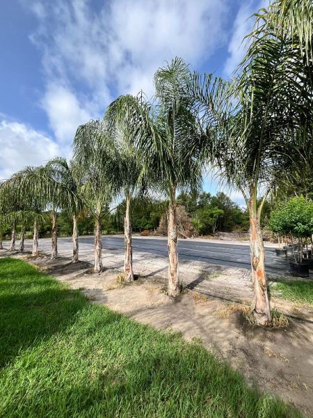 QUEEN PALM