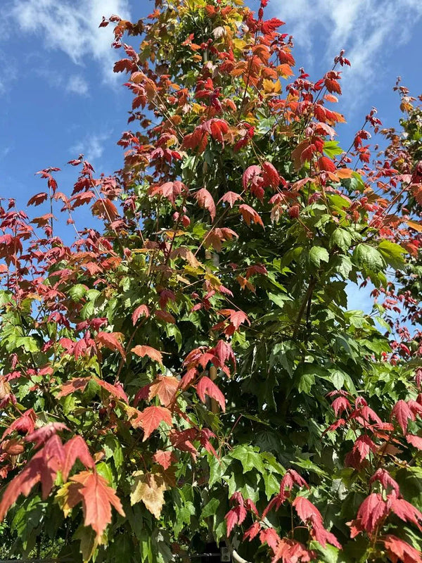 Red Maple