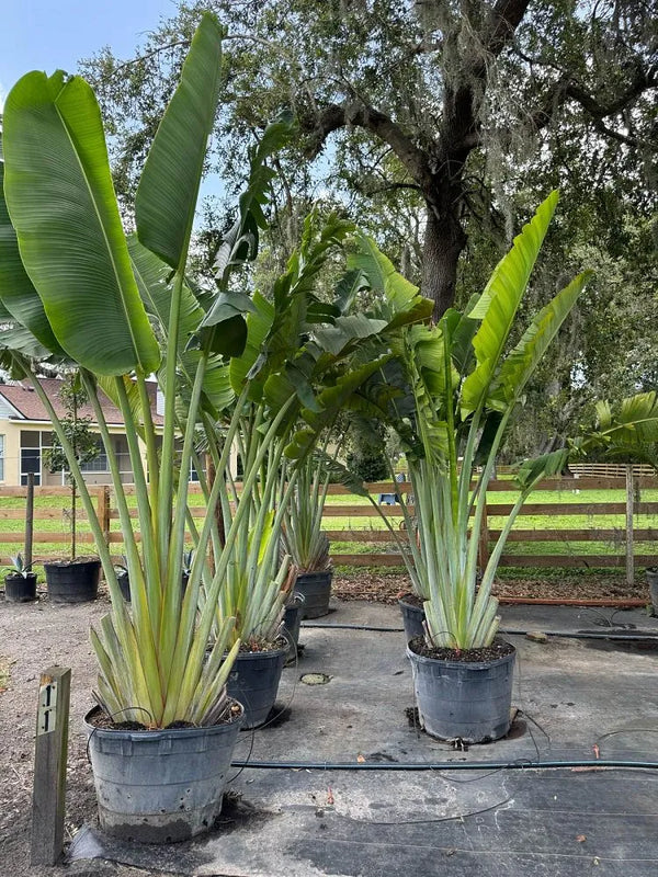 TRAVELERS PALM