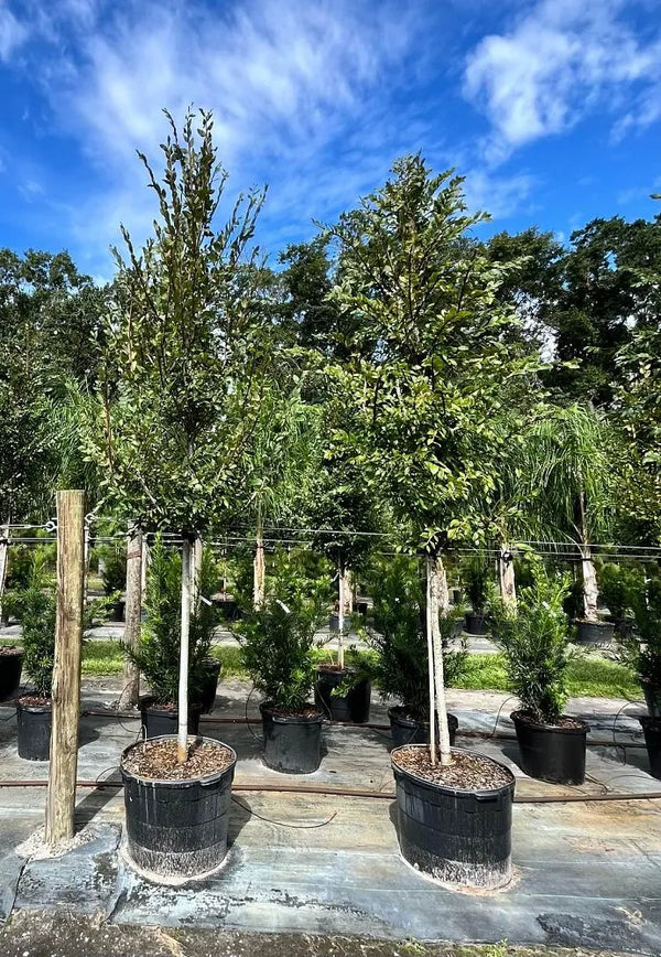 Winged Elm