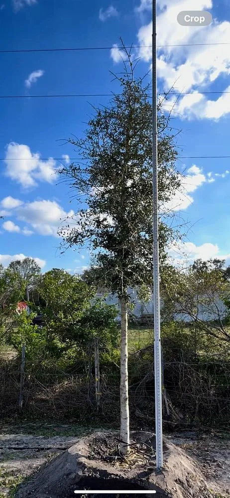 Live Oak